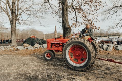 Maple row farm - Opening right after Thanksgiving, Maple Row Tree Farm, the town's largest with more than 200 acres and which sells about 10,000 trees a year, was already brimming with business last weekend, as ...
